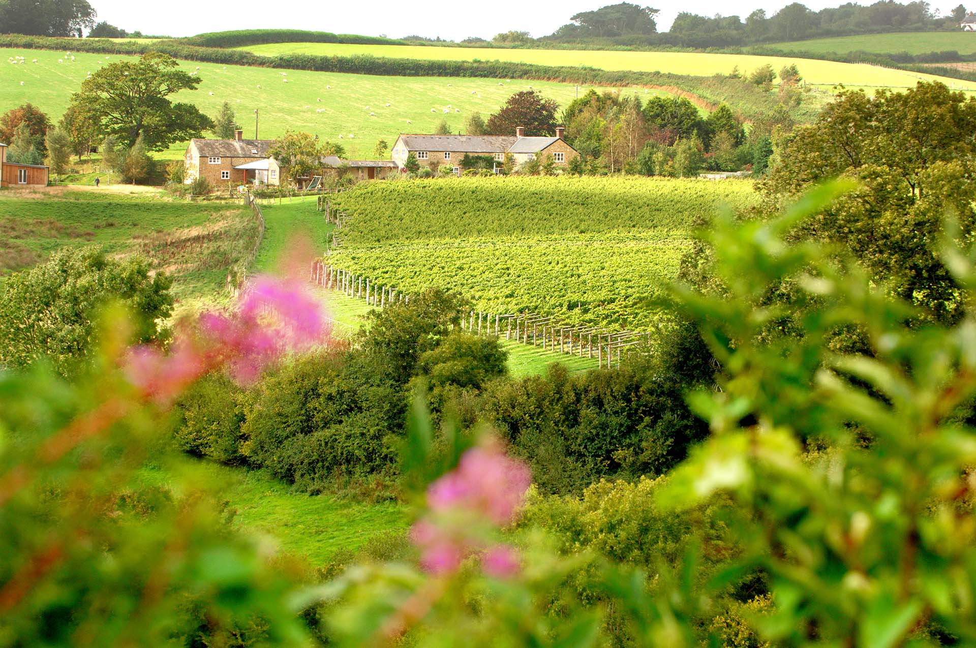 Dorset Vineyards